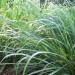 Eastern Gammagrass